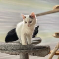 保護猫カフェの運営費はどのくらい？何が一番費用がかかる？