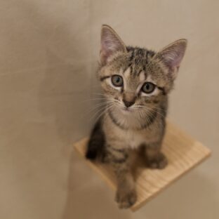 保護した猫が高額医療が必要に。どうする?どこまで出すべき?
