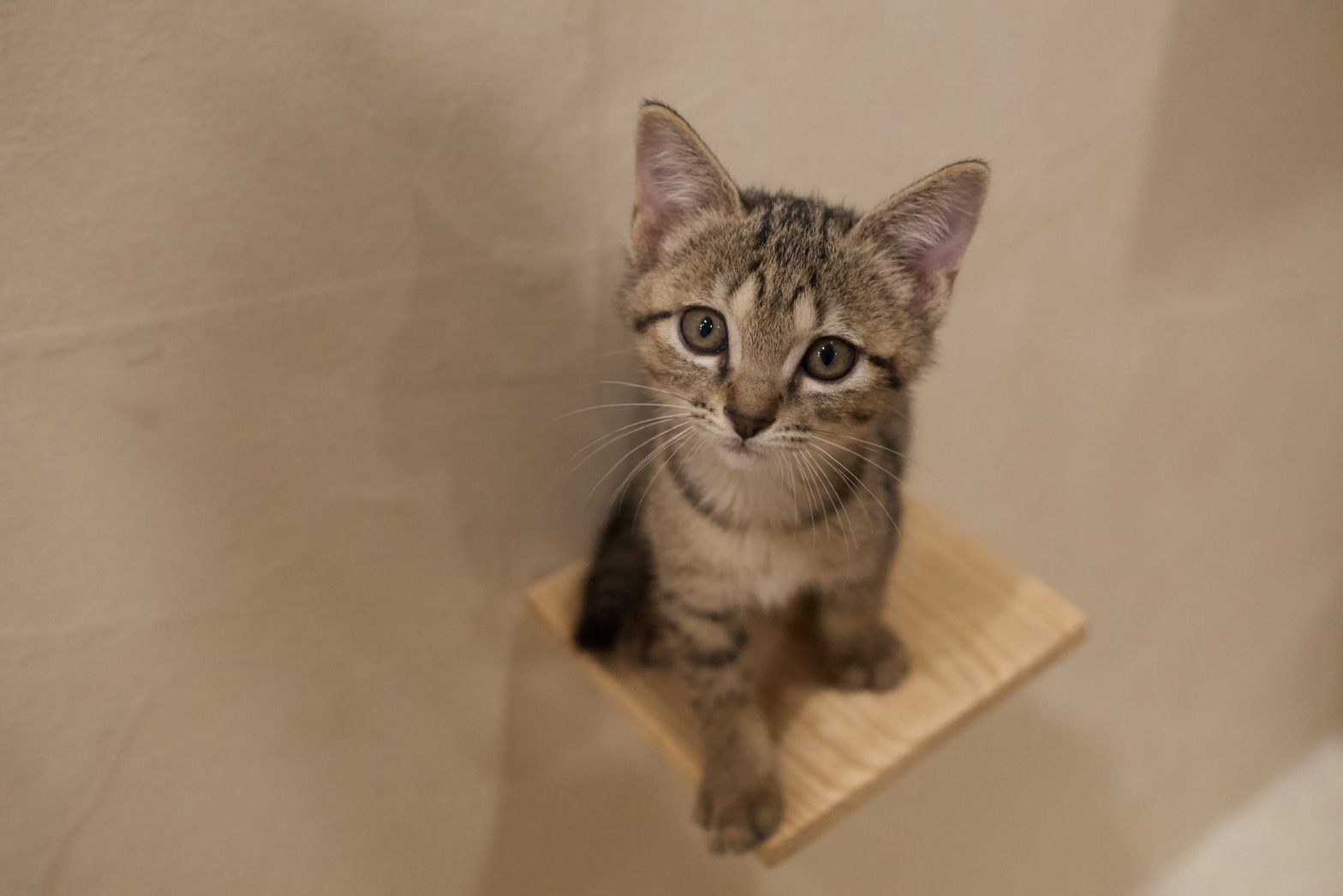 保護した猫の高額医療費、どうする？