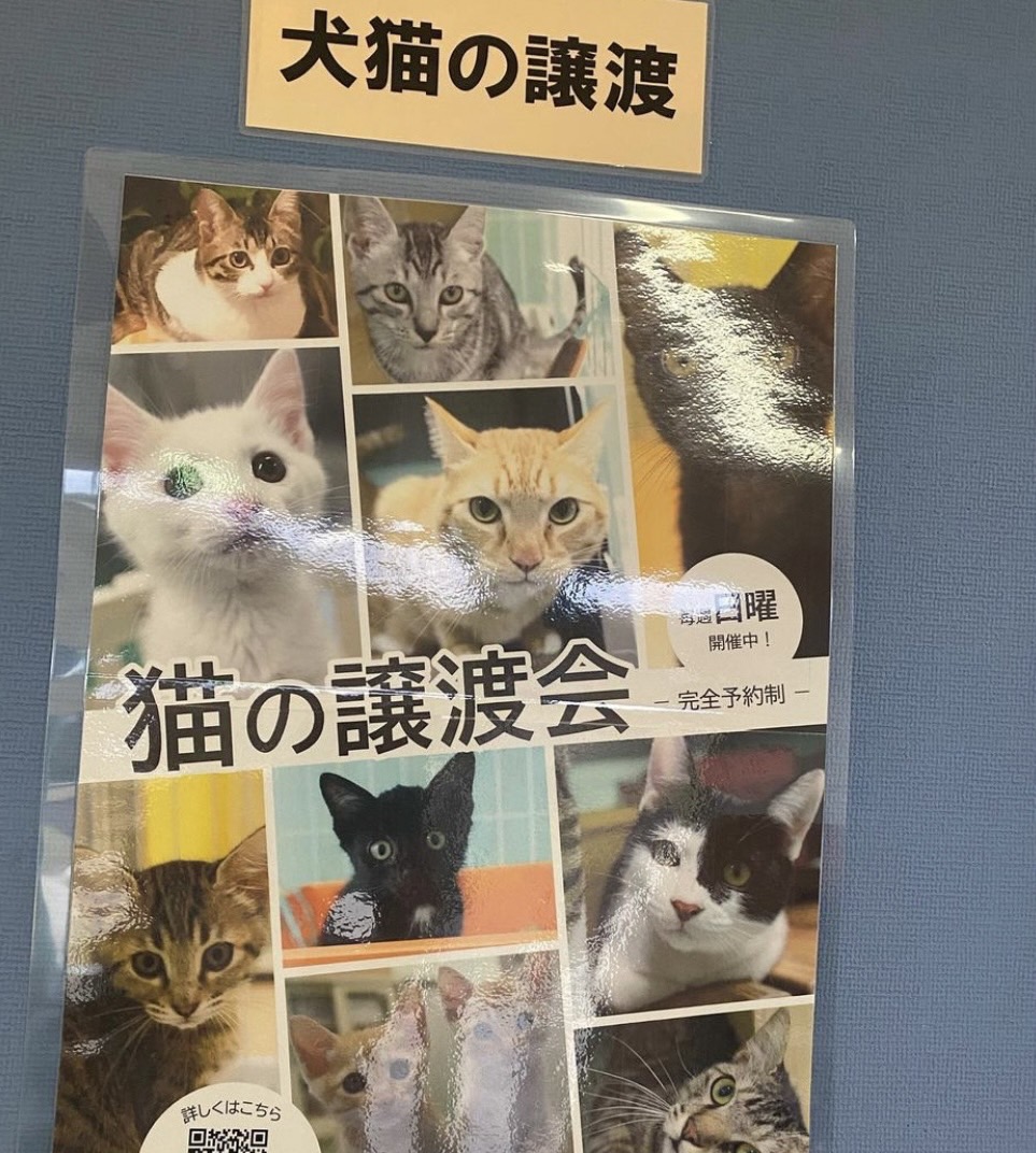 毎週日曜日に豊田市動物愛護センターで譲渡会
