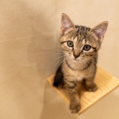動物愛護に自己犠牲はいらない！持続可能な保護猫活動を。