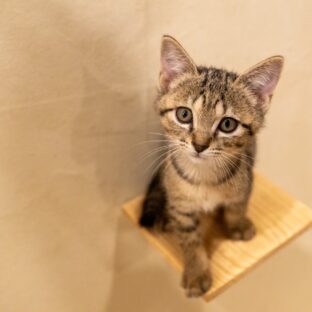 動物愛護に自己犠牲はいらない!持続可能な保護猫活動を。
