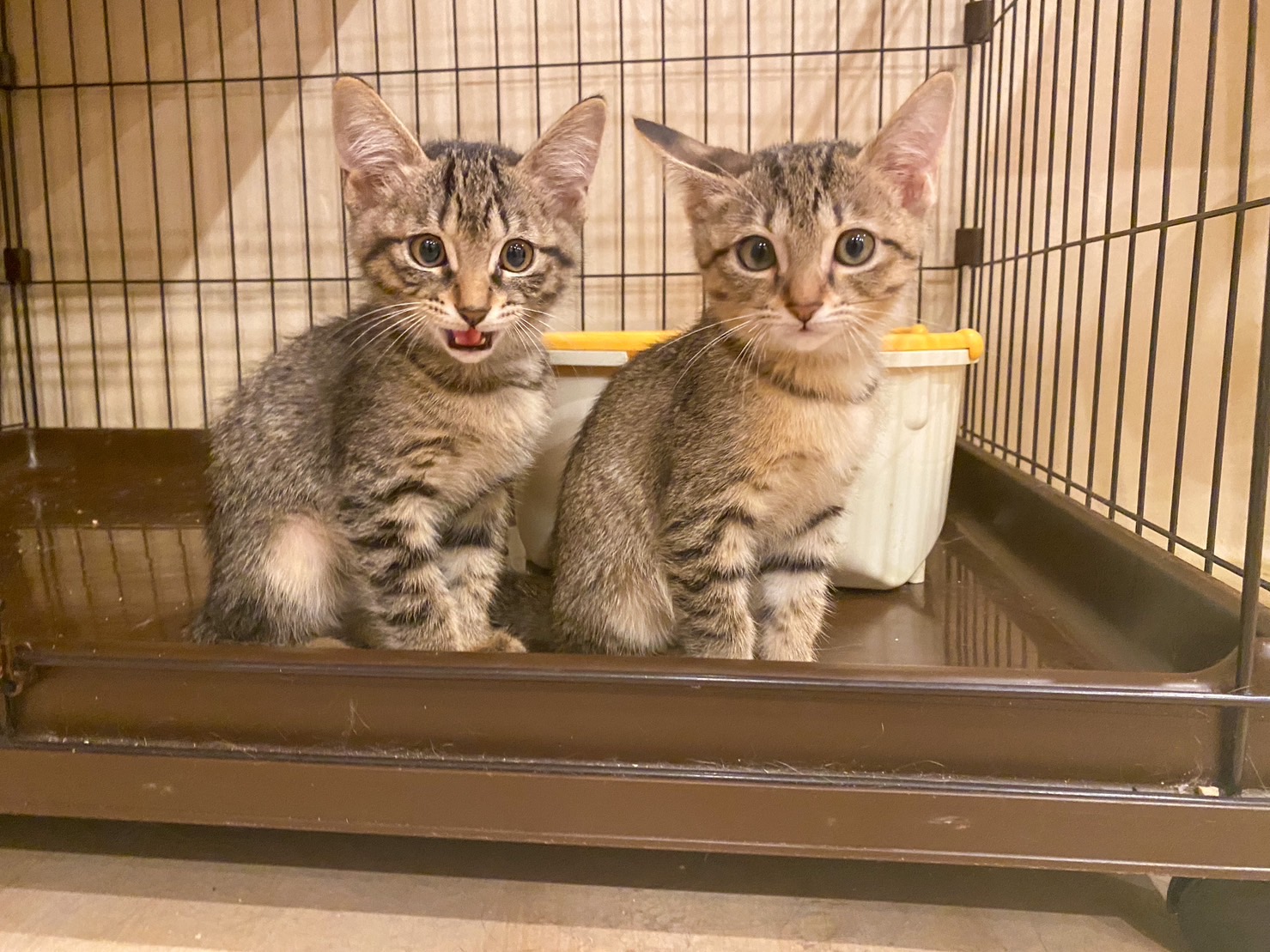 保護猫活動を自腹でしない工夫を