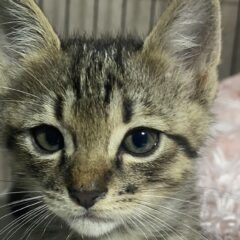 保護猫の活動を継続するための秘訣。医療費を抑えるために。