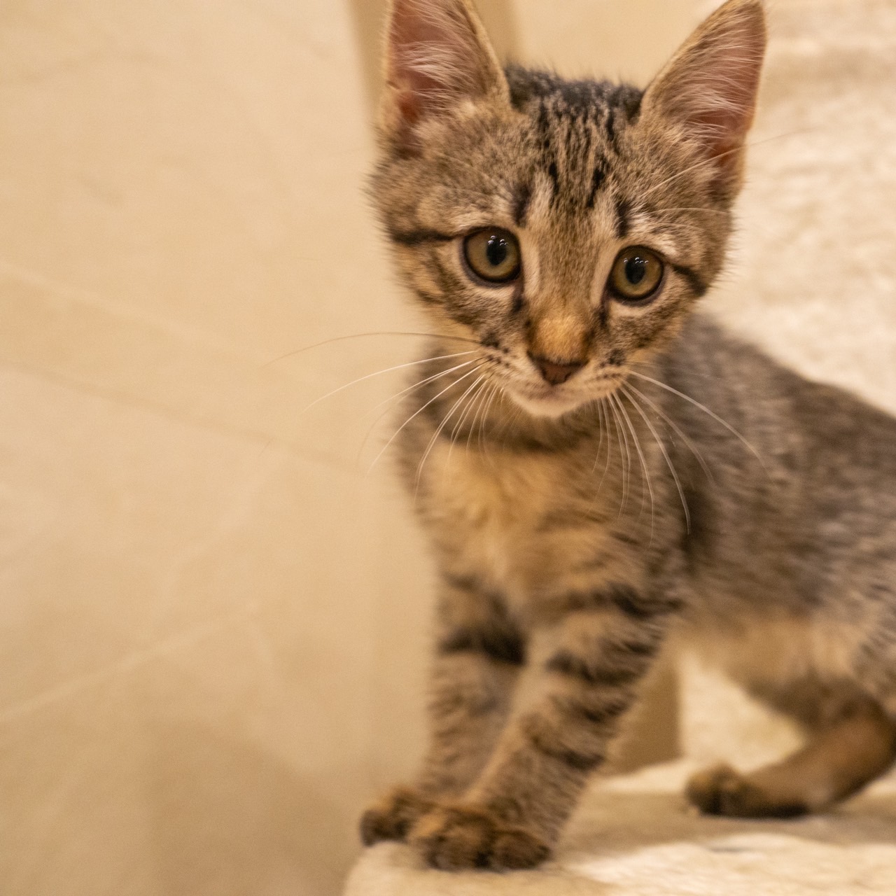 子猫の夜泣き、静かにさせる対策は？