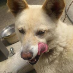 野犬と動物愛護法。野犬をTNR（去勢不妊手術をし、元の場所に戻す）することは違法か