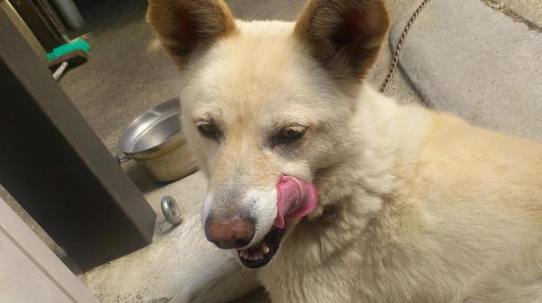 野犬と動物愛護法の関係