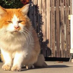 沖縄県のノネコ駆除について沖縄県に行って話を聞きました。厳しい現実を見ました。