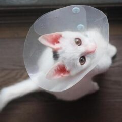 猫の避妊去勢手術はいつすべき？譲渡前にするのもありな最新の手術事情。