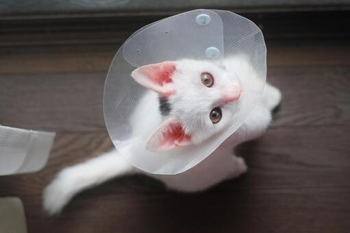 猫の避妊去勢手術はいつすべきか