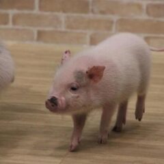 豚の妊娠ストール、今後は日本で廃止の動き？日本ハムが大きな変化