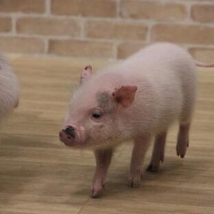 豚の妊娠ストール、今後は日本で廃止の動き？日本ハムが大きな変化