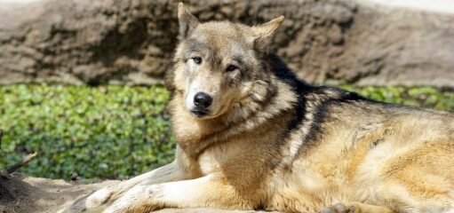 日本で野生の狼が復活したらどうなるか