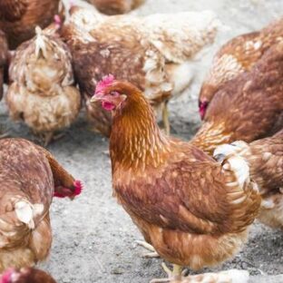 鳥インフルエンザと平飼い、バタリーケージの感染率の違いは?平飼いなら殺処分しなくていい?