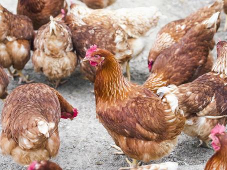平飼いとバタリーケージの鳥インフルエンザの発症と殺処分の違い