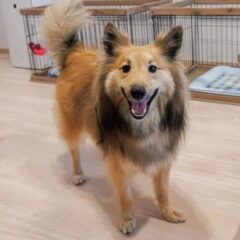 生体販売を禁止する国と日本の方向性。ペットショップで買えなくなる？