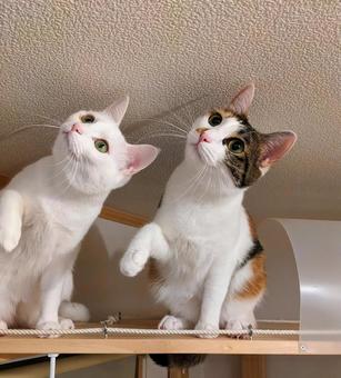 犬猫の里親詐欺に気をつけること