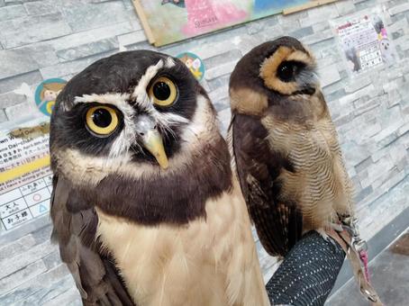 夜行性のフクロウは昼間に営業しているフクロウカフェでストレスを感じていないのか
