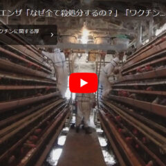 鳥インフルエンザによる鶏の殺処分を減らすには。2023年1700万羽の卵ショックの反省を