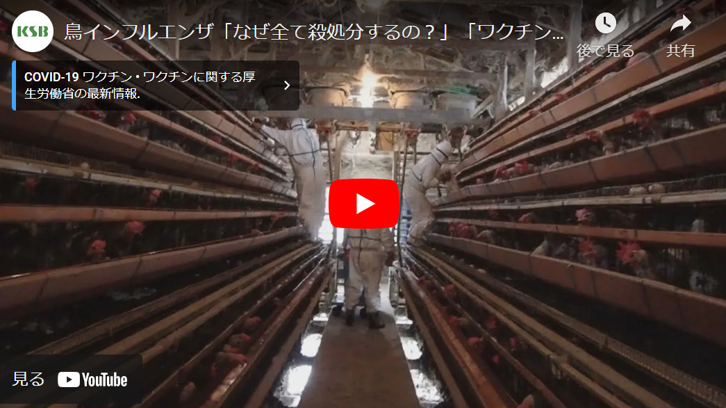 鳥インフルエンザで鶏の殺処分を減らすには