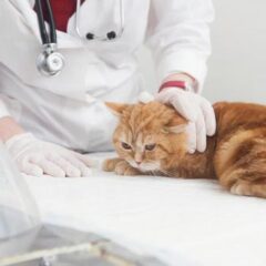 保護猫がエイズ、白血病に感染している確率は？