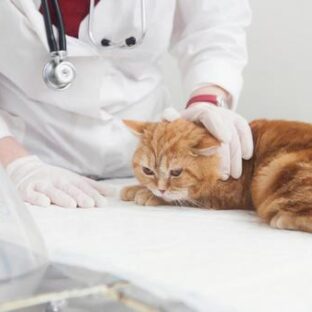 保護猫がエイズ、白血病に感染している確率は?