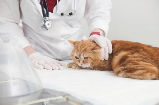 保護猫がエイズ、白血病に感染している確率は？