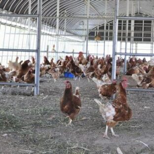 平飼い卵とアニマルウェルフェア。鶏の生きる環境を私達が変えていく