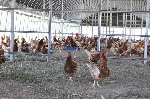 平飼いの鶏たち