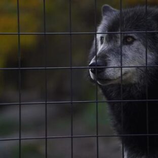 狂犬病予防法は改正すべき！？野犬が外でウロウロしていたら捕獲しなければならない今の法律を変えるべきか
