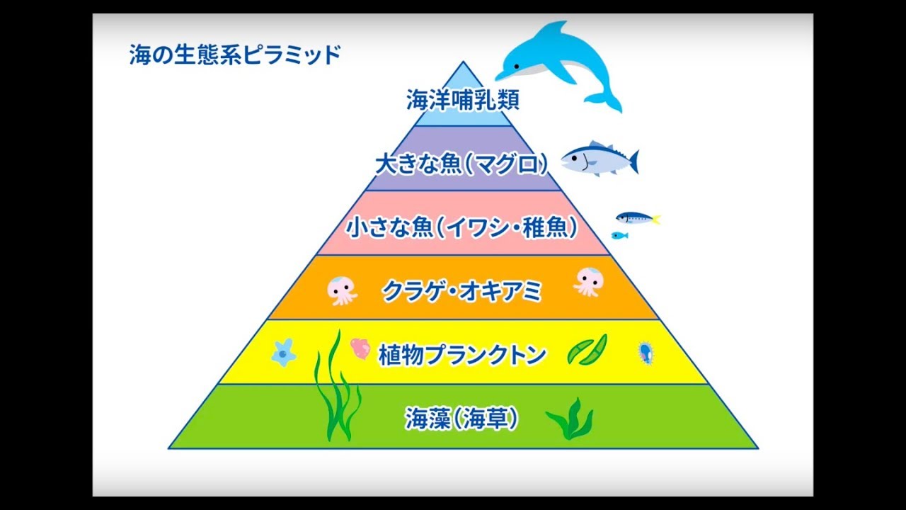 海の食物連鎖ピラミッド