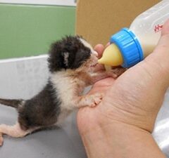 ふるさと納税で西宮市の動物愛護を支援！西宮市動物管理センターがすごい！日本トップクラスの充実した制度を紹介