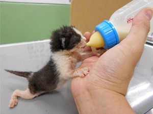 ふるさと納税で西宮市の動物愛護を支援!西宮市動物管理センターがすごい!日本トップクラスの充実した制度を紹介
