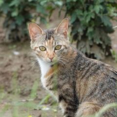 保護した猫が妊娠していたらどうする？かわいそうだけでは決められない現実