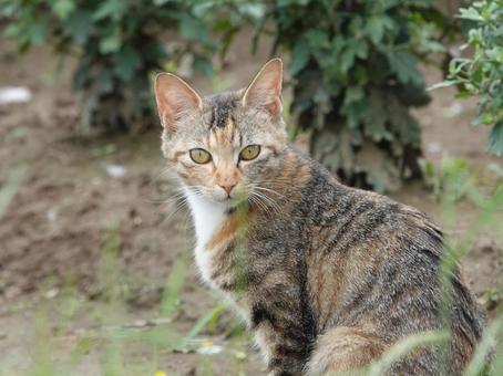 保護した猫が妊娠していたらどうする？