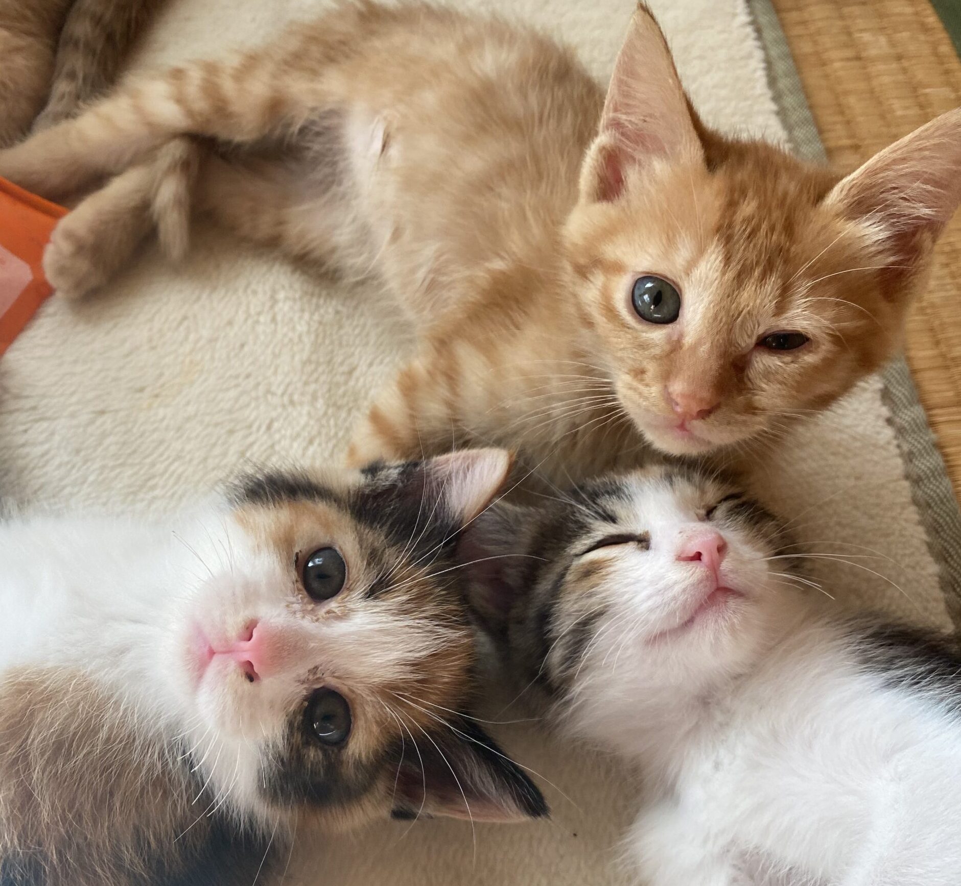 離乳期の猫でも正確に違いがある