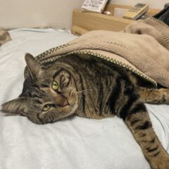 成猫の保護猫が慣れるまでにどのくらいの期間が必要か。私が体験した今までの事例