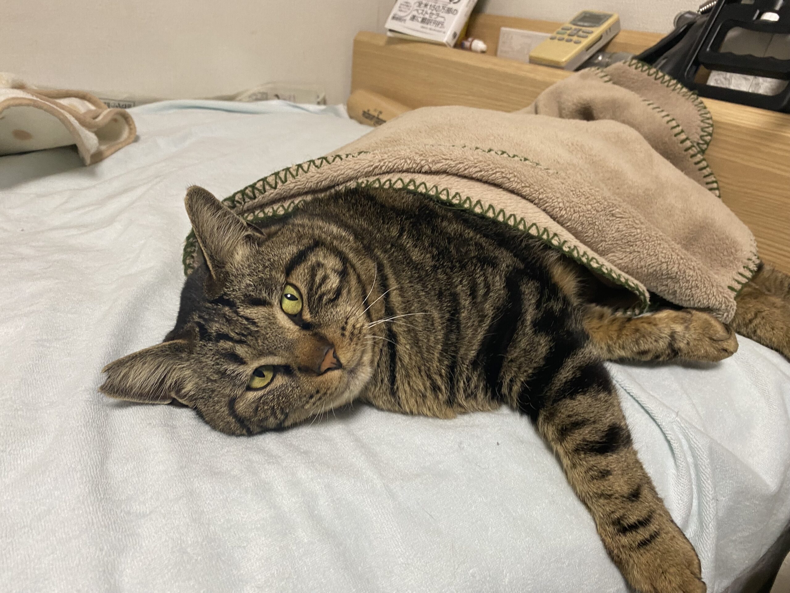 成猫の保護猫が慣れるまでにどのくらいの期間が必要か。