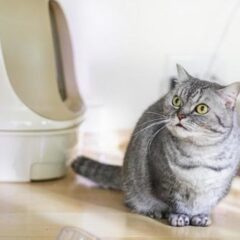 保護猫が粗相をする時の原因と対策。もう限界となる前にやめさせるには
