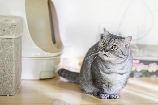 保護猫が粗相をする時の原因と対策