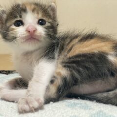 保護猫の子猫の育て方。生後２ヶ月までは特に注意と知識が必要です‼