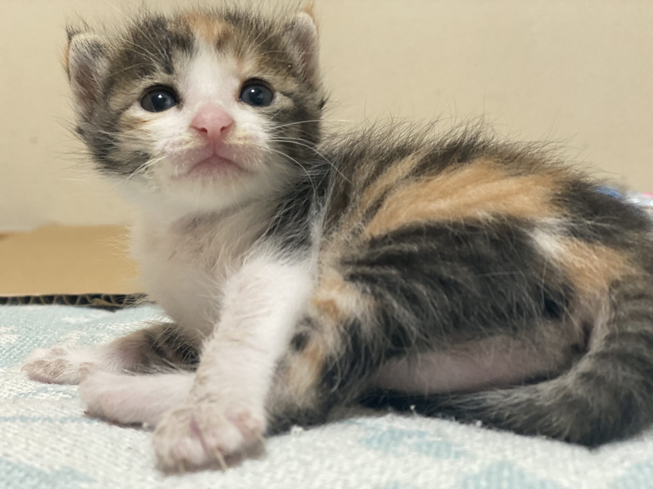 保護猫の子猫の育て方