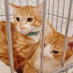 保護猫譲渡の年齢制限について。飼う前に考えておきたい猫との暮らしの知識