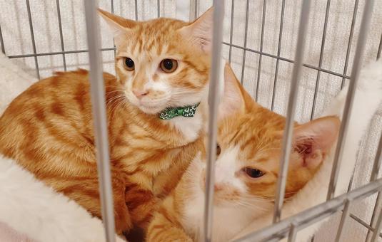 保護猫譲渡の年齢制限について