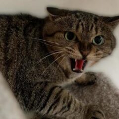 猫のケージを布で覆うメリットは？夜鳴きや怯えるときに活用したいアイテム