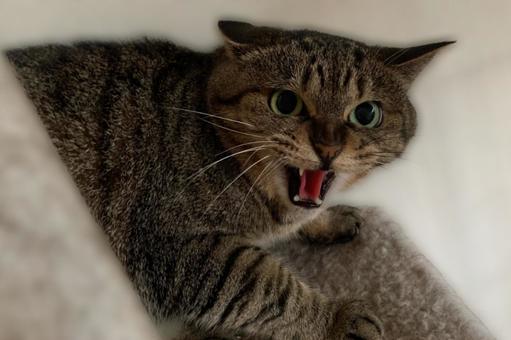 猫のケージを布で覆うメリットは？