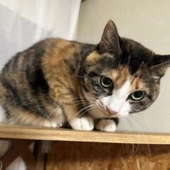 保護猫が猫エイズだった時。先住猫との隔離は?どうすれば発症しない?