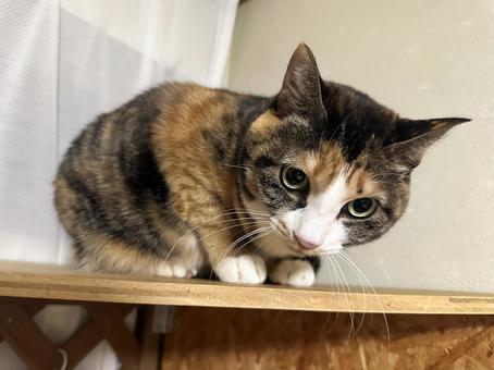 保護猫が猫エイズだったら