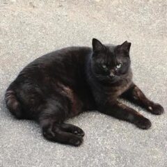 保護猫をリリースすることは動物愛護団体はするのか?多分それは保護目的ではありません。