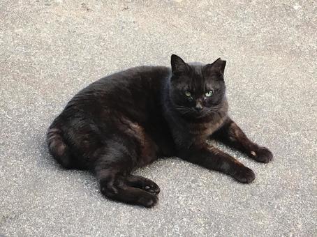 保護猫をリリースすることは動物愛護団体はするのか？